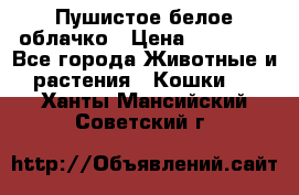 Пушистое белое облачко › Цена ­ 25 000 - Все города Животные и растения » Кошки   . Ханты-Мансийский,Советский г.